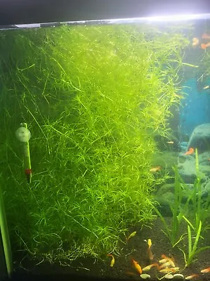 GUPPY GRASS (Najas Guadelupensis) .5oz Growned NO Co2 NO FERTS Aquarium Plant. • $7.49