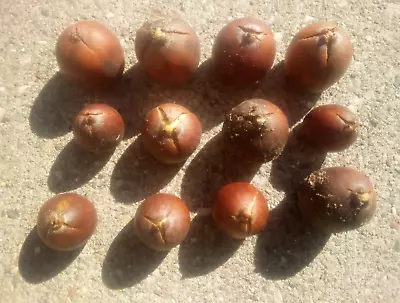 12 Northern Red Oak Tree Seeds. Ready To Plant Now. Shells Are Cracking To Root. • $4.99