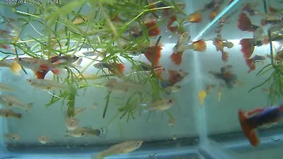 (6 FANCY GUPPIES By CUSTOMER REQUEST) Young 3 Male 3 Female   (ONLY $11.95) USA • $11.95