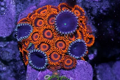 Safe Cracker Zoanthid. • $19.99