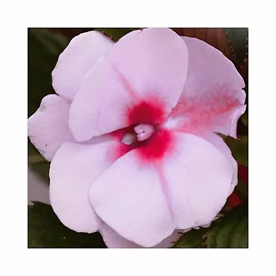 New Guinea Hybrid Impatiens  Busy Lizzie 5 Starter Plants Perfect For Containers • £14.99
