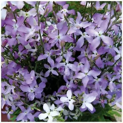 MATTHIOLA Evening Scented Lilac Stock X100 Seeds. Orchid-like Mauve Flowers • $6.25