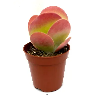 Kalanchoe Thyrsiflora | Paddle Plant | Flapjack Plant |  Houseplant In 5cm Pot • £4.99