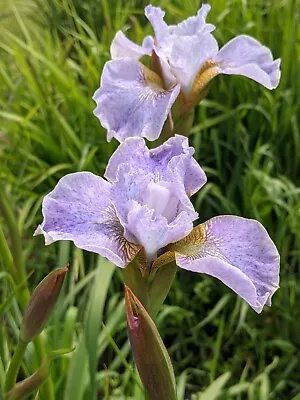 £5.50 • Buy Iris Sibirica - Lavender Landscape - Siberian Iris - Hardy Flowering Garden Iris