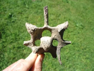 Choice Deer Cervical Neck Vertebra Florida Fossil Ice Age Extinct Bones Skeleton • $15