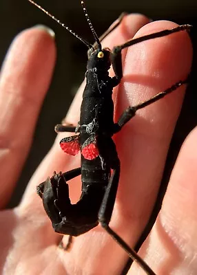 £17.53 • Buy Peruphasma Schultei 12x Nymphs - Black Beauty Stick Insect - Phasmid