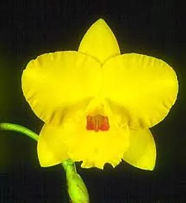 $10 • Buy Cattleya Hybrid Seedling Plant...Rth Free Spirit X Rlc Gerard Scalia