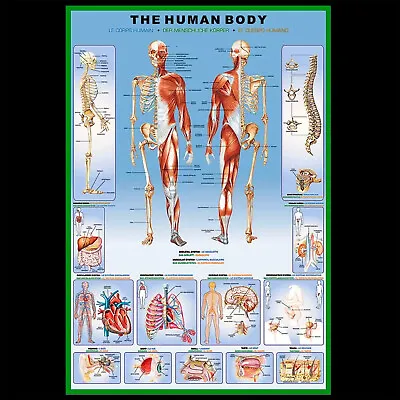 The Human Body Anatomy Poster Bones Muscles Organs Multi-Lingual 24  X 36  • $10