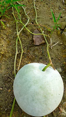 Winter Melon Vegetable Seeds • $2