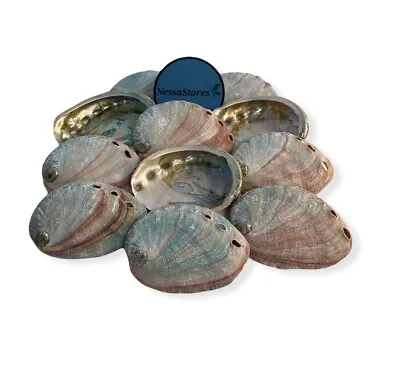 Red Abalone Sea Shell One Side Polished Beach Craft 2  - 3  (3 Pcs) #JC-020 • $8.99