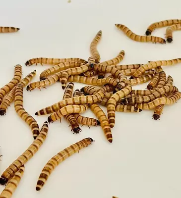 Live Feeder Insects-  25 Superworms Size: 1.5 - 2  • $8.82