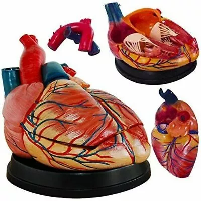 Human Jumbo Heart Model 3 Parts Simulation Model Medical Anatomy Model US STOCK • $94.99