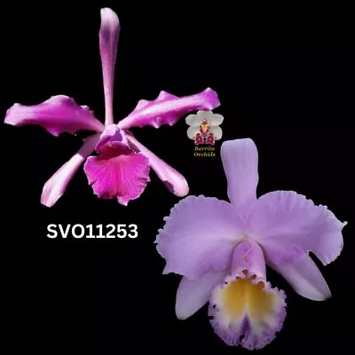 Cattleya Flask SVO11253 (Lc. Elegans Var. Sanguinea X Blc. Marcella Koss 'Pink M • $125