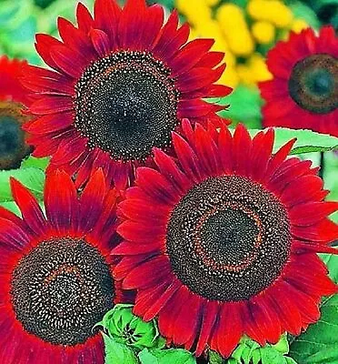 Sunflower Seeds For Planting (50 Seeds Per Packet) - Easy To Grow A Diverse Sunf • $8.96