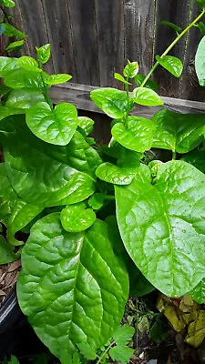 100 Organic Green Stem Malabar Spinach Alugbati Mong Toi Poi Sang Ceylon Seeds  • $7.50