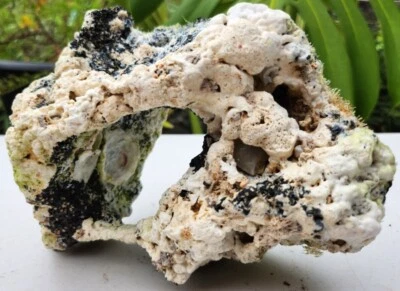 $30.99 • Buy Natural Hawaiian Brain Coral White Fish Tank Caves Decor Tunnel Beautiful Unique
