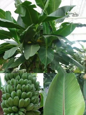 Musa Sikkimensis  Darjeeling Banana Plant Seeds  5  Seeds USA • $4.50