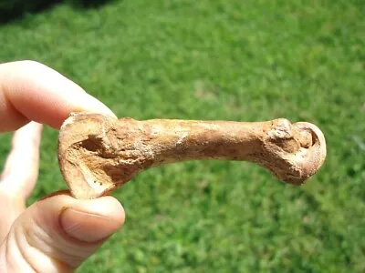 Rare Spectacled Short Faced Metacarpal Toe Bone Florida Fossils Ice Age Extinct • $59