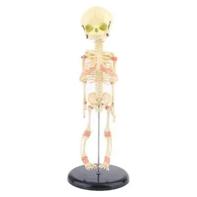 Single Head Baby Skull Human Research Model Skeleton Anatomical Brain Anatomy • $32.79