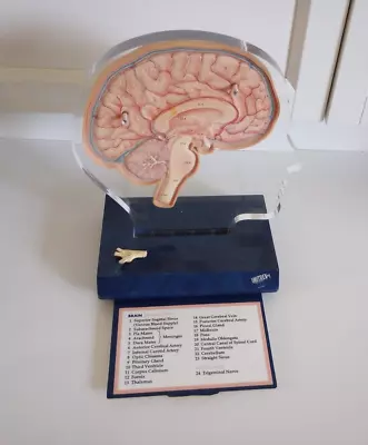 Vintage 1994 Imitrex Neuroanatomy Model With Legend Brain Anatomy Doctor Display • $49.95