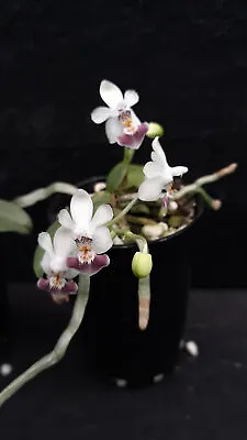 $89 • Buy MOS. Orchid Species Phalaenopsis Parishii