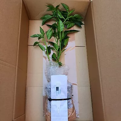 £10 • Buy Any 1x Of Our Large Chilli Plants In A 9cm Pot!!! Chillikings!!! Pre-Order!!!