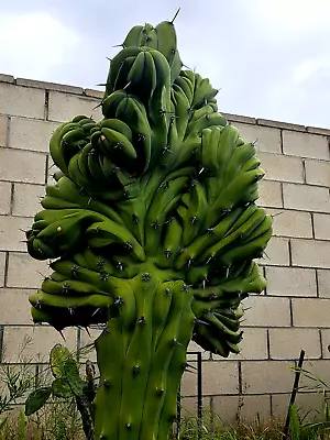 Myrtillocactus Cochal Cristata Crested Monstrose Plant Cutting Giant Form #2 • $175