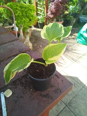 £3.50 • Buy Hosta Snowbound