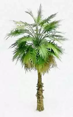 Miniature Palm Tree Model 1/50 Scale Approx 18 Cm Height. Emily Emg-050 • $12