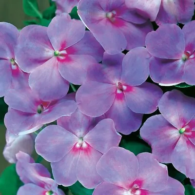 25+ Lavender Blue Accent Impatiens Flower Seeds I Shade Loving Annual  • £3.61