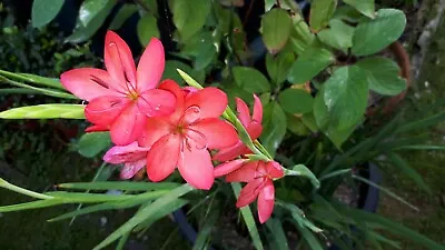 Hesperantha 'Californian Sunrise' Pink Flowered Kaffir Lily. Fast Multiplier • £3.99