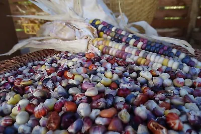 Painted Mountain - Unique Corn Developed  From Montana Native Varieties • $5.25