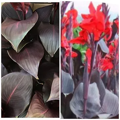 Giant Canna Lily 1 Bulbs  Black Knight  Dark Purple Leaves Red Flower Grow Tall  • $13.50