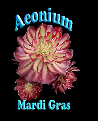 Aeonium Mardi Gras (Aeonium Arboreum Cultivar) X 1 • $20