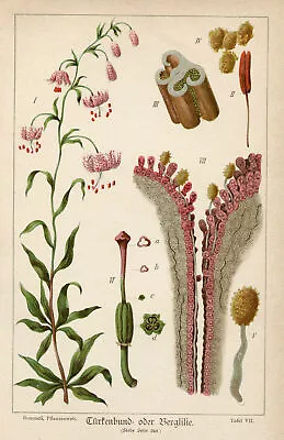 Botanical Anatomy: Vintage Print Of Plant Parts Detailed Flora Print  #K298 • $9.96