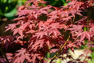 Japanese Maple - Acer Palmatum ‘Atropurpureum’ - 1 X Large Plant In 3 Litre Pot • £26.95