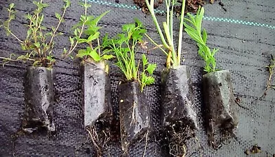 5 Mixed Culinary Herbs (lavender Parsley Chives Oregano And Thyme)plug Plants • £7