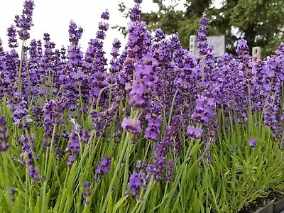 Hidcote Lavender- 4  Size Plant • £131.25