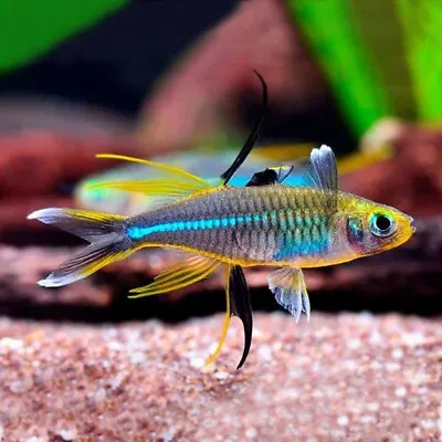 10 X Celebes Rainbowfish | Celebes Sailfish | Marosatherina Ladigesi • £33