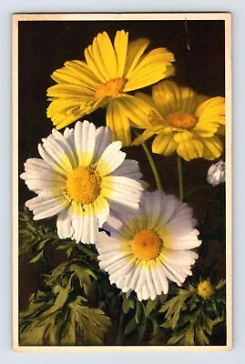 Postcard Corn Marygold Flower Thor Gyger Stehli Series 1940s Unposted • $4