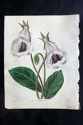 Maund C1840 Hand Col Botanical Print. Shewy Caulescent Gloxinia • £35