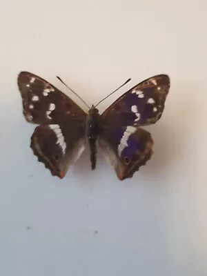 £12.50 • Buy Purple Emperor Male Butterfly Taxidermy Entomology