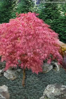 $3.99 • Buy 10 Seeds PINK Japanese Ghost Maple Tree SEEDS R HULLED FOR FASTER GROWTH