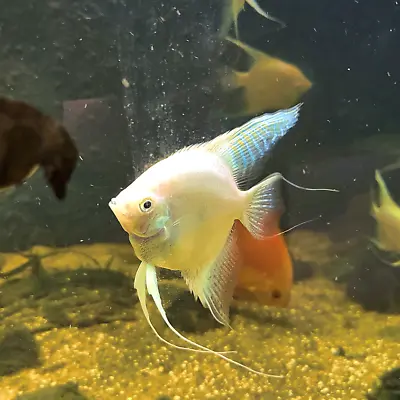Platinum Freshwater Angelfish US Bred Live Aquarium Fish (3+ Inches) Large Angel • $29.99