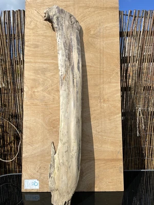 £13.95 • Buy LARGE SOLID DRIFTWOOD PIECE 115cm Item F101