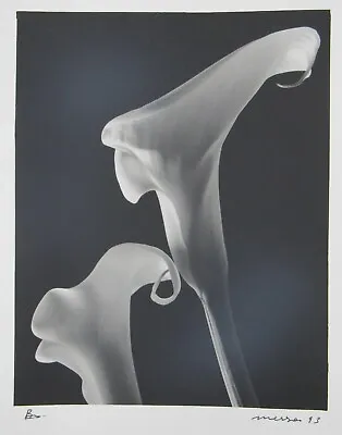 Signed 8x10” B&w Photograph Calla Lilies Follower Of Mapplethorpe  • $48