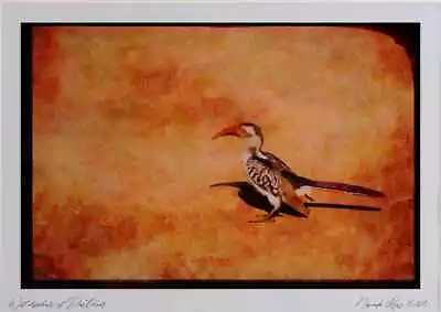 268055 Redbilled Hornbill Watercolour Picture Ltd Ed A4 • £16.99