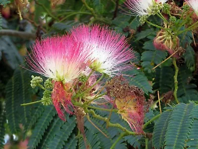 Cinnamon Pink Mimosa Tree Silkworm Albizia Julibrissin Starter  Live Plant • $44.97