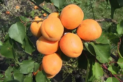 £18.50 • Buy Apricot Tree Golden Glow Sweet Juicy Fruit Garden Allotments Bare Root Half Dwar