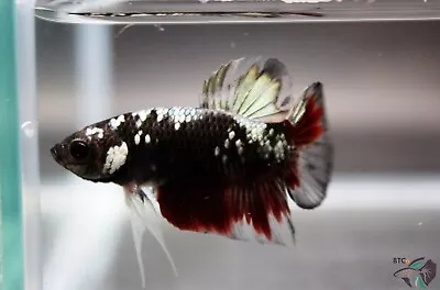 Black Copper Galaxy Male Betta Plakat. Free Shipping • $35